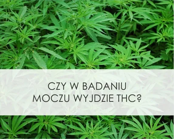 Zdjęcie Czy w badaniu krwi wyjdzie THC? Sprawdź, co musisz wiedzieć