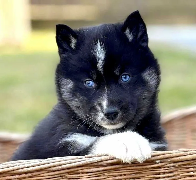 Zdjęcie Ile kosztuje szczeniak husky? Sprawdź, co wpływa na cenę i koszty utrzymania