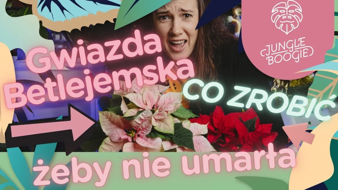Zdjęcie Czy gwiazda betlejemska kwitnie drugi raz? Oto kluczowe warunki