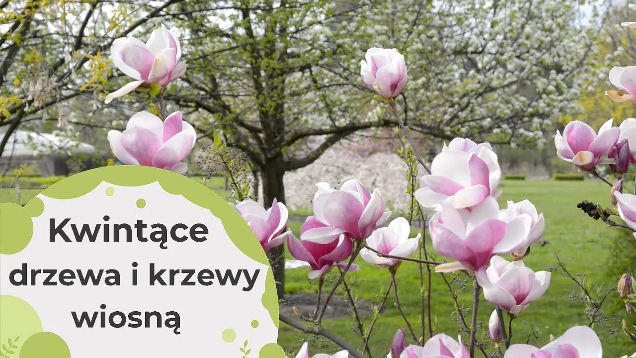Zdjęcie Jakie drzewa kwitną w marcu? Odkryj piękne gatunki na wiosnę