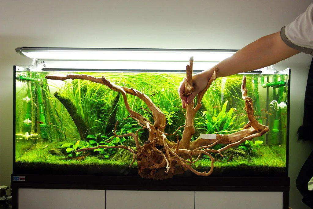 Zdjęcie Jaki korzeń do akwarium wybrać, aby uniknąć problemów z wodą?