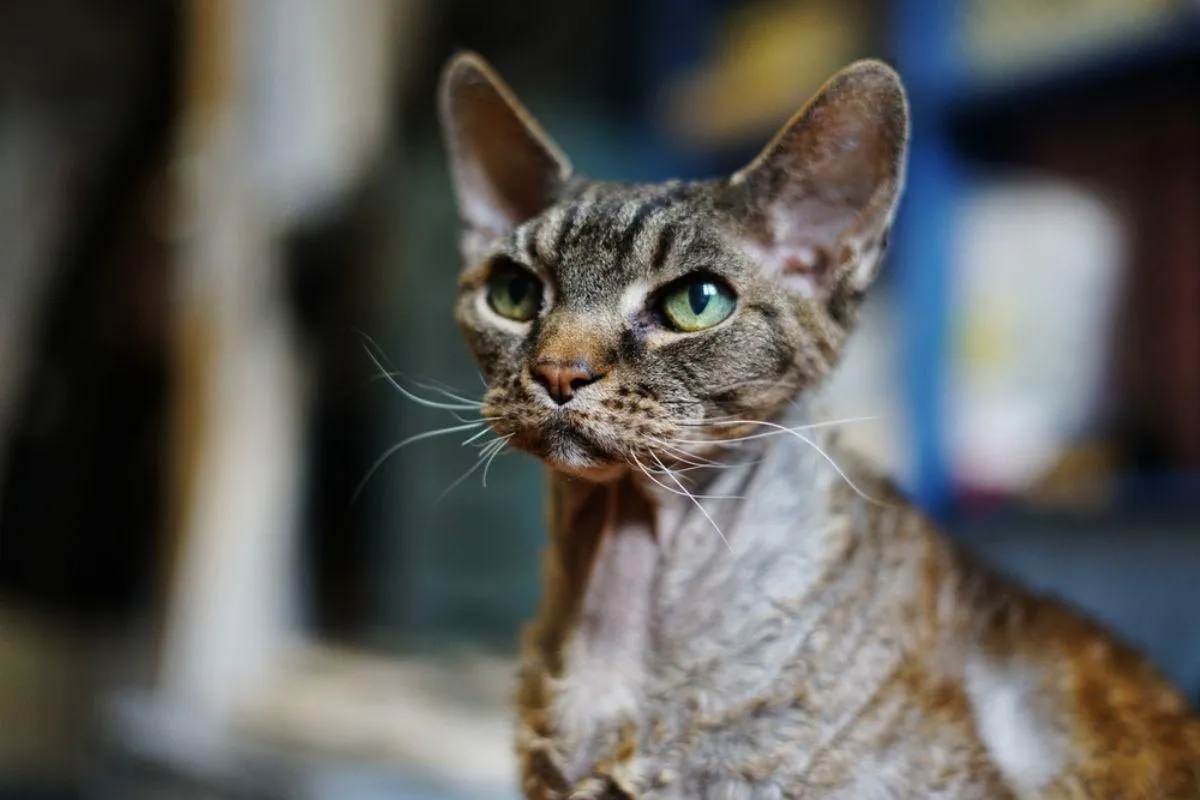 Zdjęcie Czekoladowy devon rex: cechy, pielęgnacja i popularność rasy