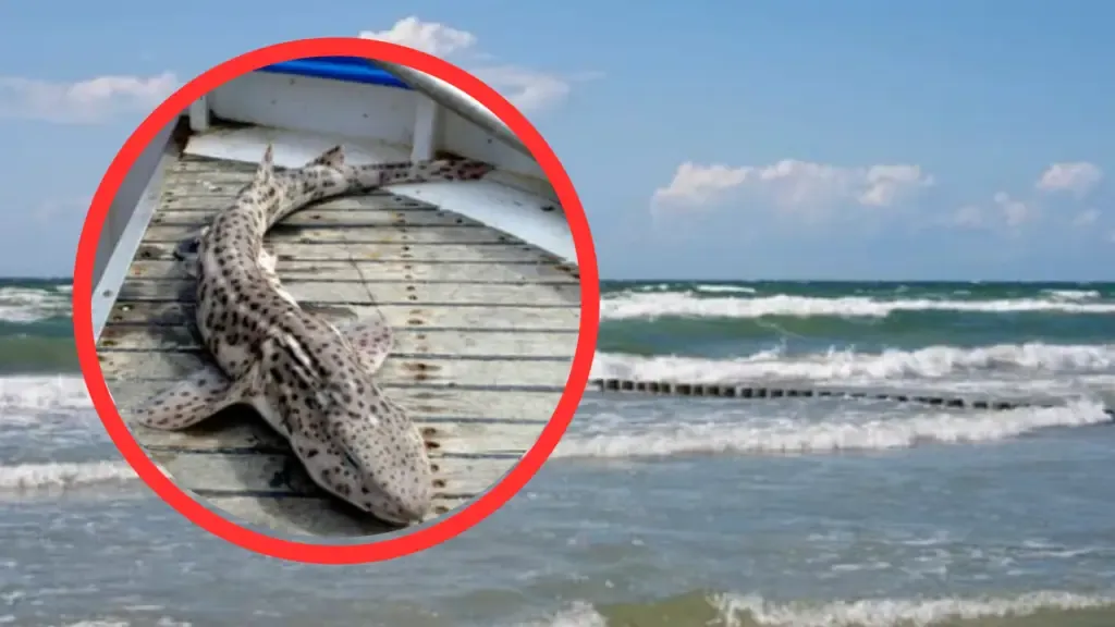 Zdjęcie Jakie rekiny żyją w Bałtyku? Odkryj ich tajemnice i zagrożenia