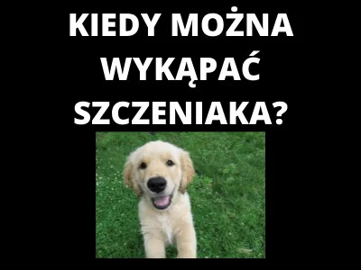 Zdjęcie Kiedy można wydać szczeniaka? Poznaj bezpieczny wiek i zasady