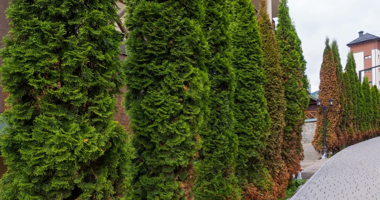 Zdjęcie Jak uratować przesuszone tuje? Sprawdzone metody na ich regenerację