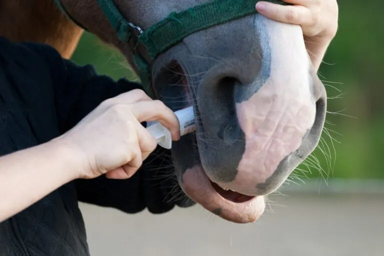 Zdjęcie Cómo desparasitar un caballo: evita parásitos y mejora su salud