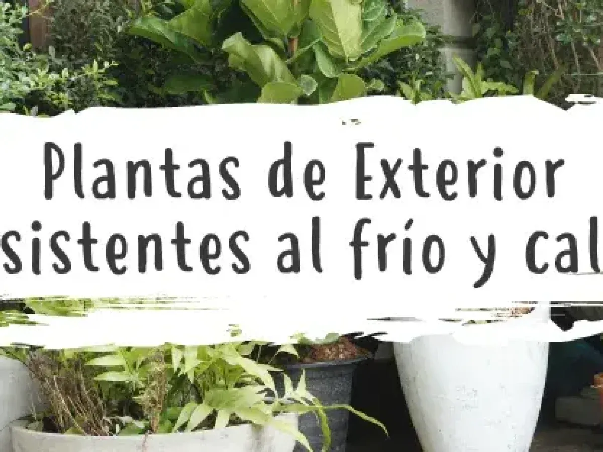 Zdjęcie Los mejores arbustos de exterior resistentes al frío y calor para tu jardín