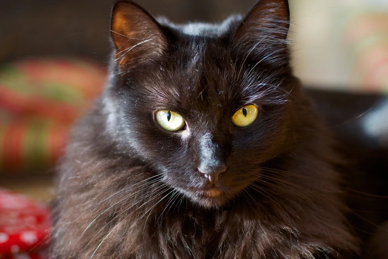 Zdjęcie Kot afrodyty cechy - poznaj unikalne właściwości tej rasy