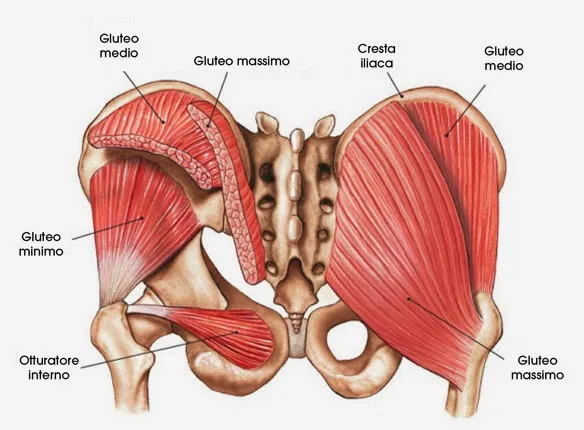 Zdjęcie Músculos cadera: conoce su función y cómo evitar lesiones comunes