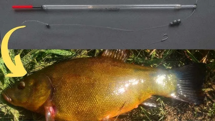 Zdjęcie Jak zakładać białego robaka na haczyk, aby złapać więcej ryb