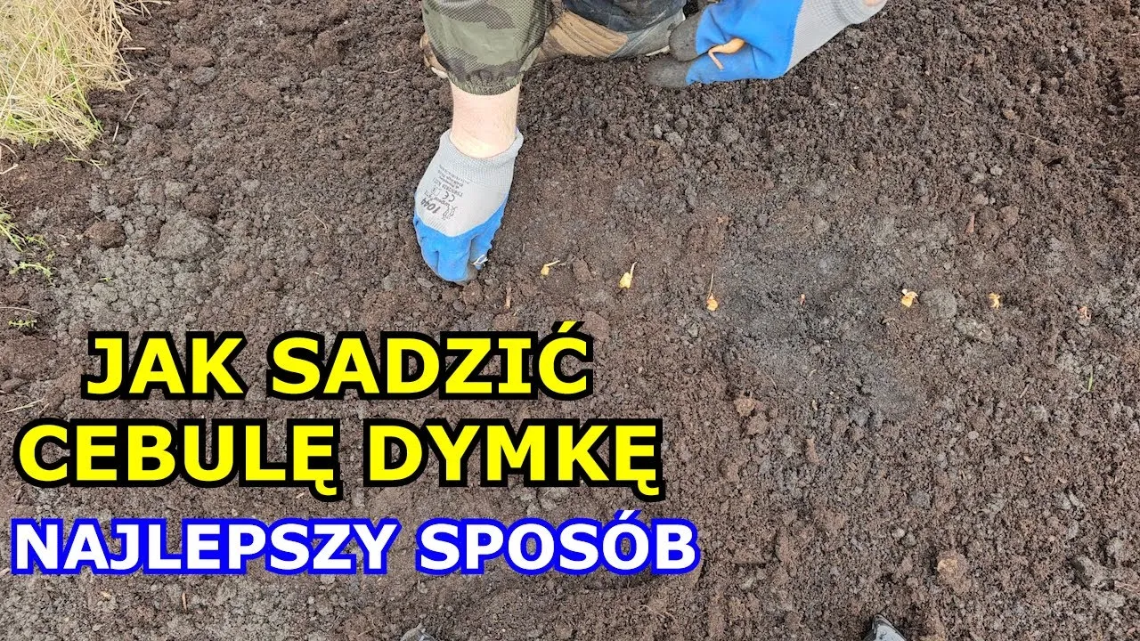 Zdjęcie Jak głęboko sadzić cebulę dymkę, aby uniknąć błędów w uprawie