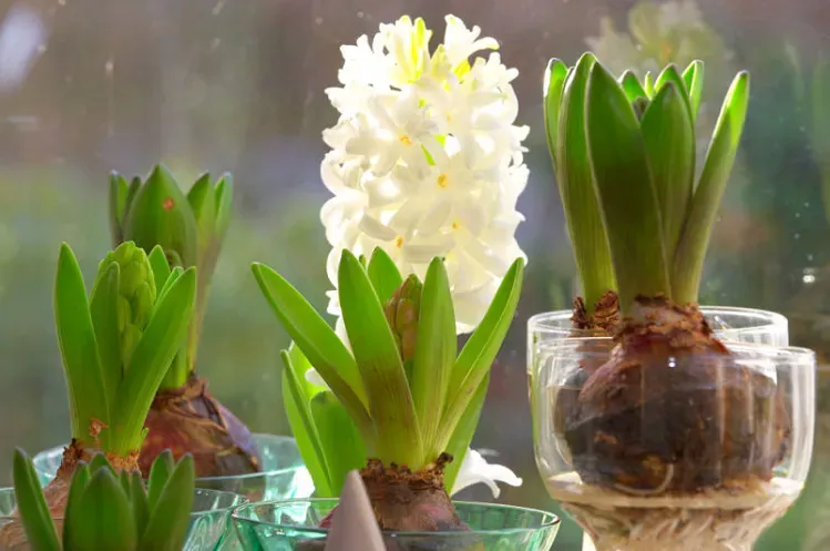 Zdjęcie Hiacynty po przekwitnięciu: jak dbać, by zn&oacute;w kwitły?