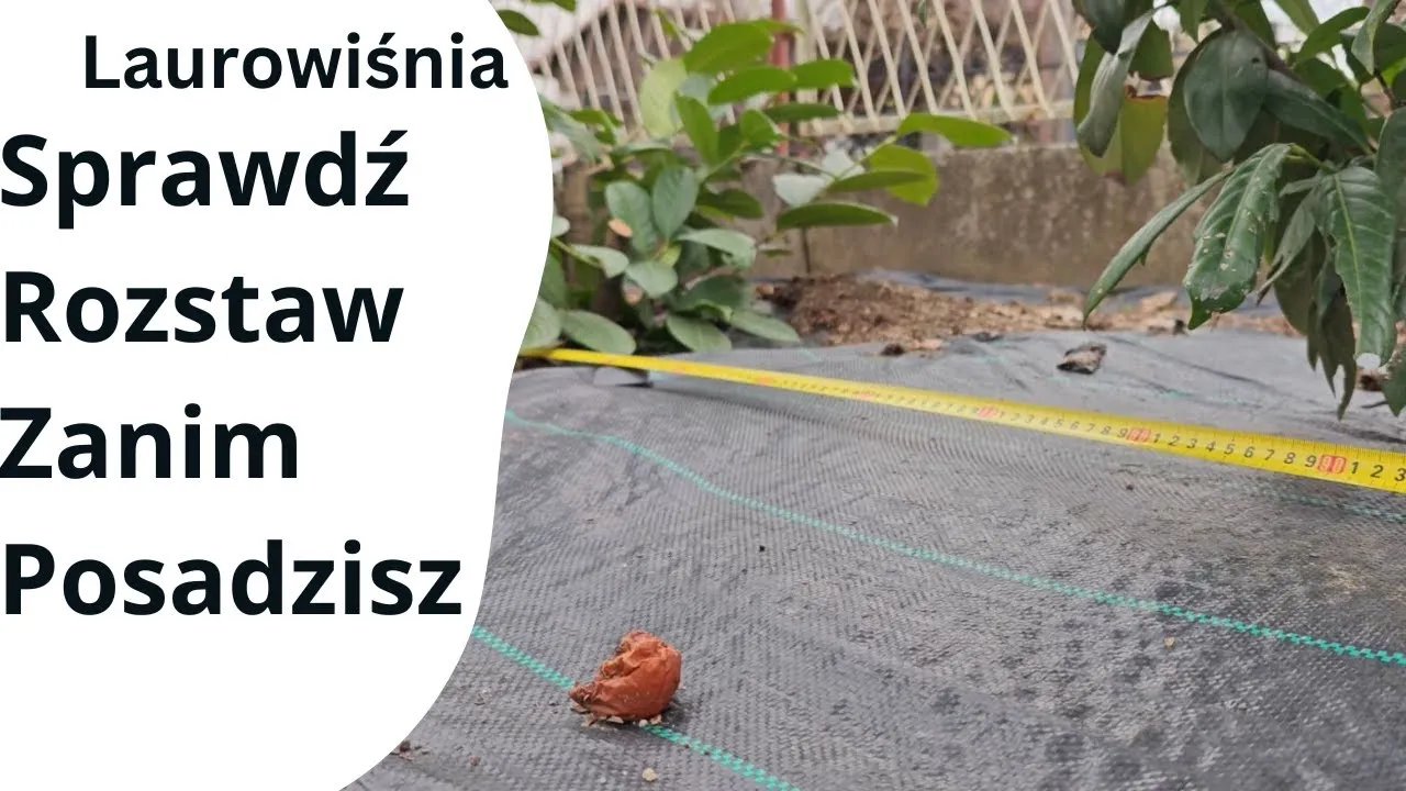 Zdjęcie Jak sadzić laurowiśnię na żywopłot, aby uniknąć błędów?