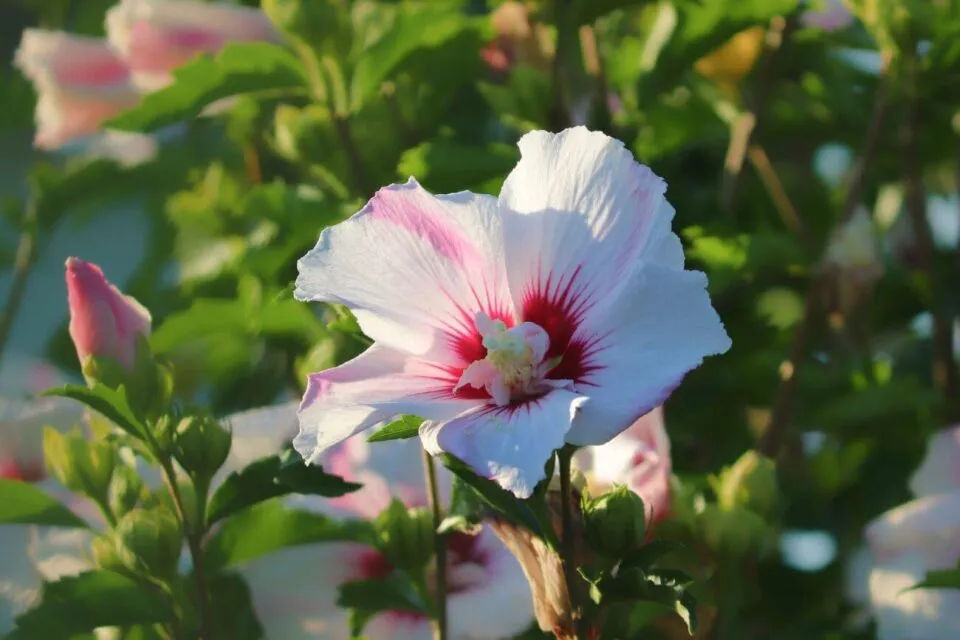 Zdjęcie Jaki nawóz do hibiskusa ogrodowego zapewni bujne kwitnienie - poradnik eksperta