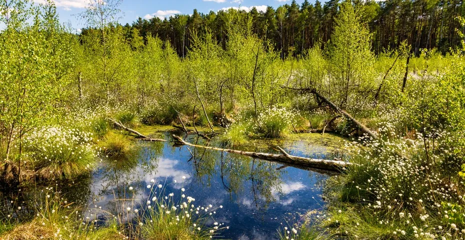 Zdjęcie Kampinos atrakcje: Odkryj ukryte skarby parku narodowego