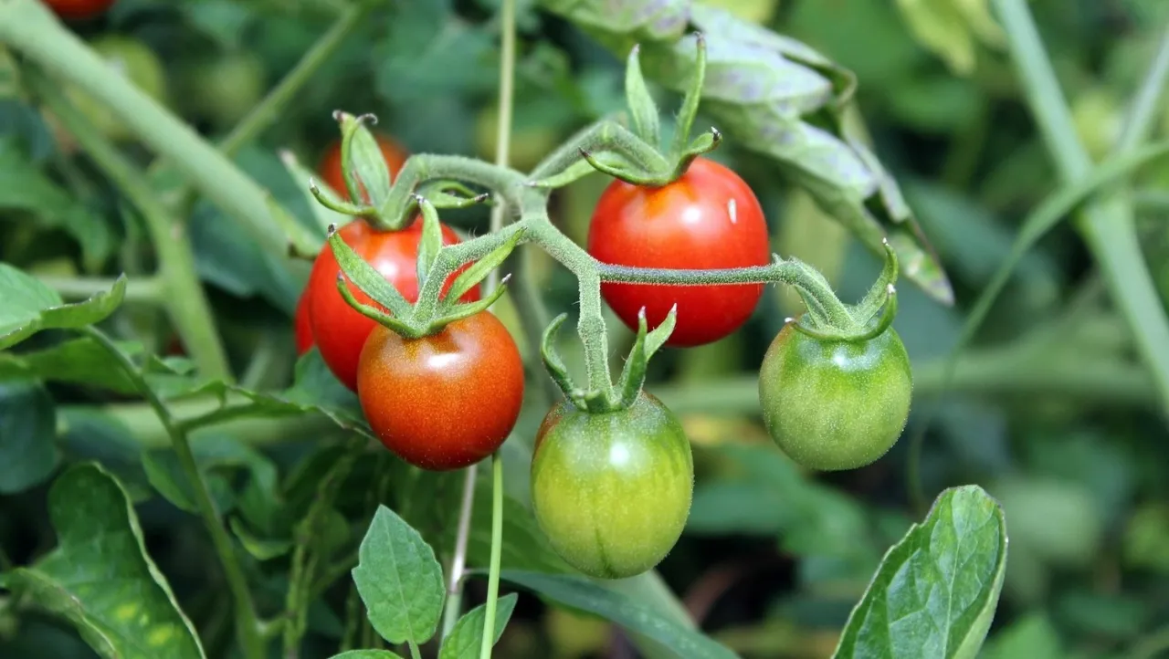 Zdjęcie Uprawa pomidorów koktajlowych w doniczce: Pełny przewodnik
