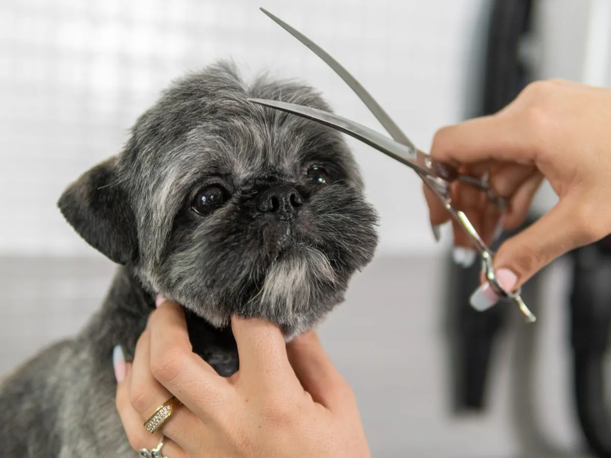 Zdjęcie Najmodniejsze fryzury dla samca shih tzu - wszystko co musisz wiedzieć