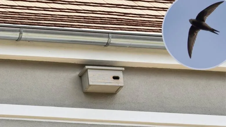 Zdjęcie Gdzie zimują jerzyki: poznaj niezwykłe miejsca odpoczynku tych ptaków