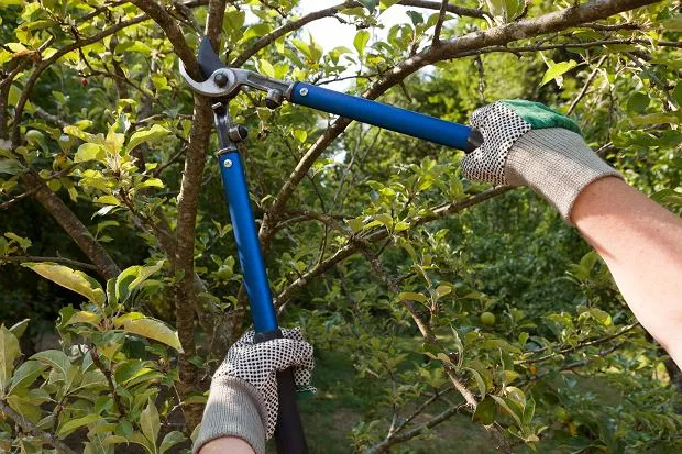 Zdjęcie Jak pozbyć się gałęzi z działki bez kłopotów i zgodnie z prawem