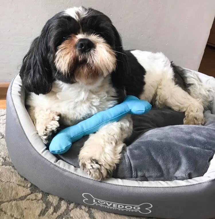 Zdjęcie Jakie legowisko dla shih tzu wybrać, aby zapewnić mu komfort?