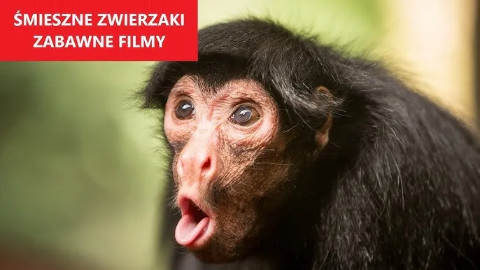 Zdjęcie Śmieszne filmy o zwierzętach na YouTube po polsku, które musisz zobaczyć