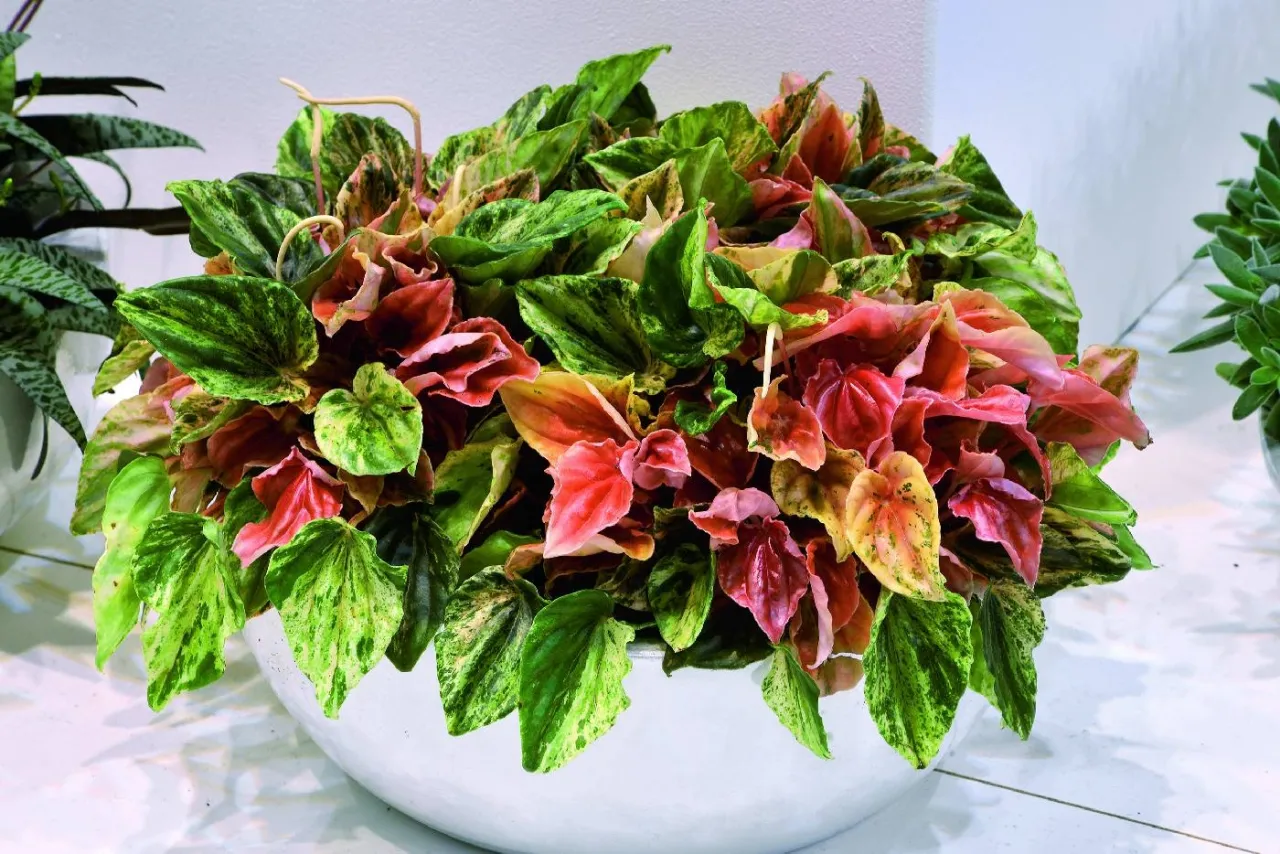 Zdjęcie Peperomia kwitnie? Jak sprawić, by Twoja roślina zachwyciła kwiatami