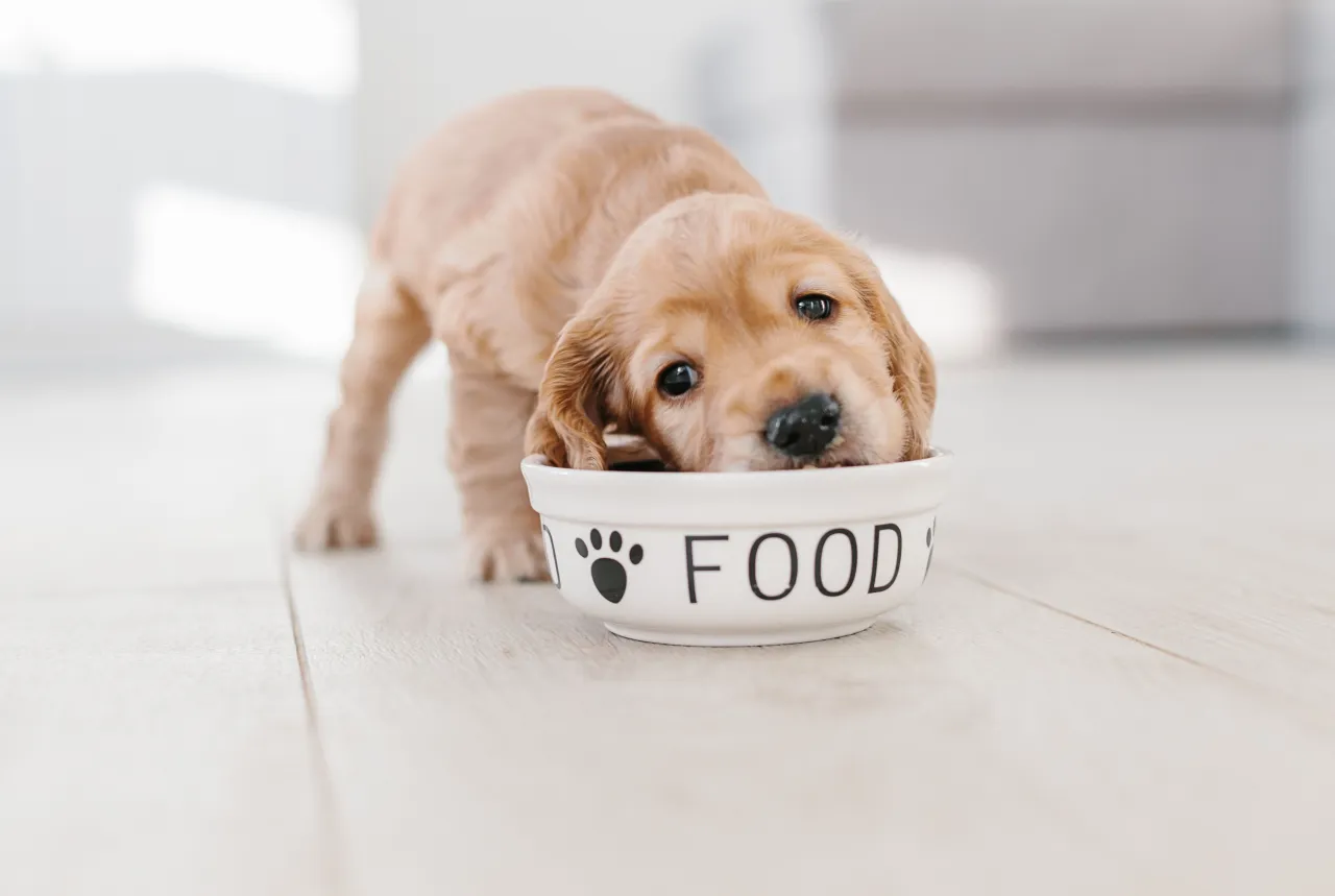 Zdjęcie Ile karmy dla szczeniaka golden retriever? Odpowiednie dawkowanie dla zdrowia