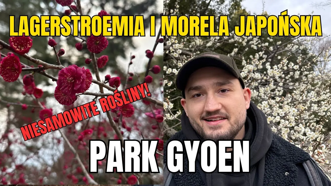 Zdjęcie Co może rosnąć w japońskich górach? Odkryj niezwykłe rośliny