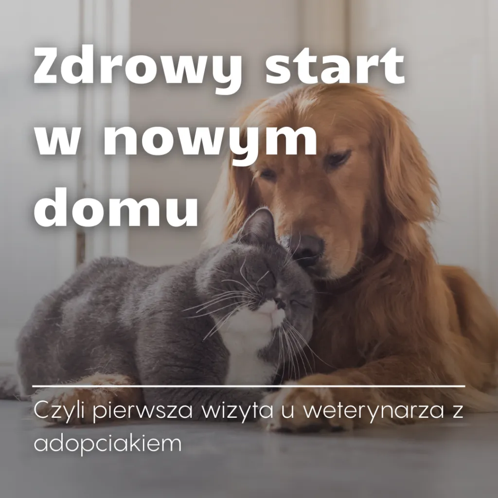 Zdjęcie Najlepsze prezenty na pierwszą wizytę w nowym domu, które zachwycą gospodarzy