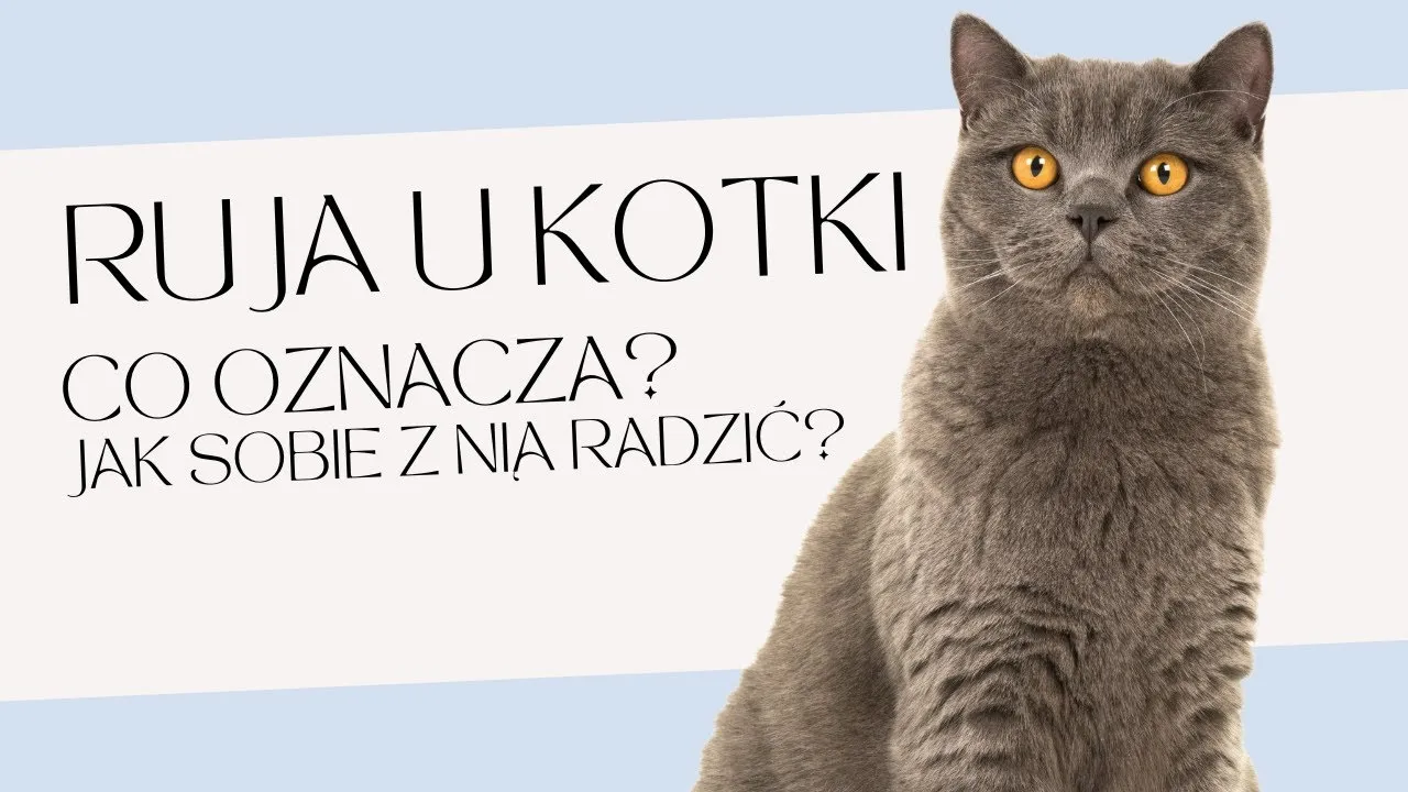 Zdjęcie Ile razy kotka ma ruje? Poznaj zaskakujące fakty o cyklach rui
