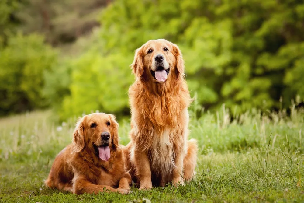 Zdjęcie Golden retriever do kiedy rośnie? Odkryj etapy wzrostu psa