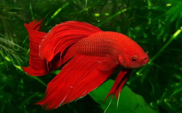 Zdjęcie Jak nazwać rybkę bojownika? Najlepsze imiona, które zaskoczą Ciebie