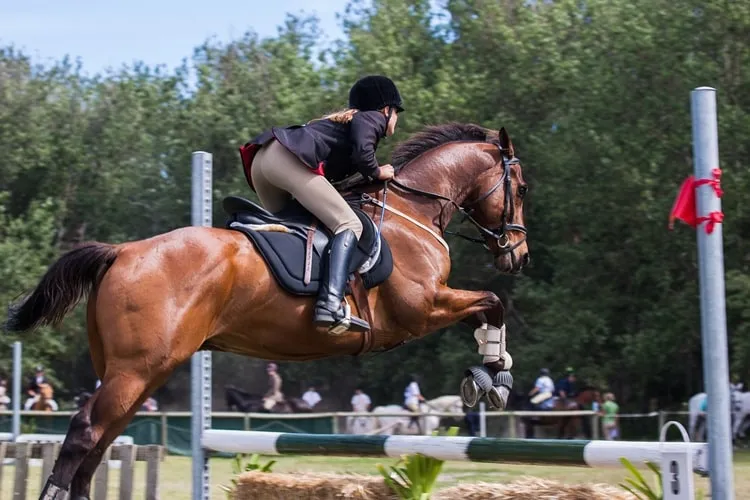 Zdjęcie Jeździectwo sportowe lub rekreacyjne: co wybrać dla siebie?