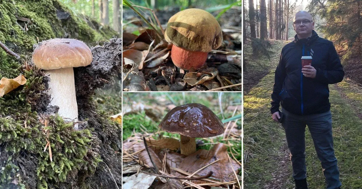Zdjęcie Gdzie na grzyby Szczecin - najlepsze miejsca na udane grzybobranie