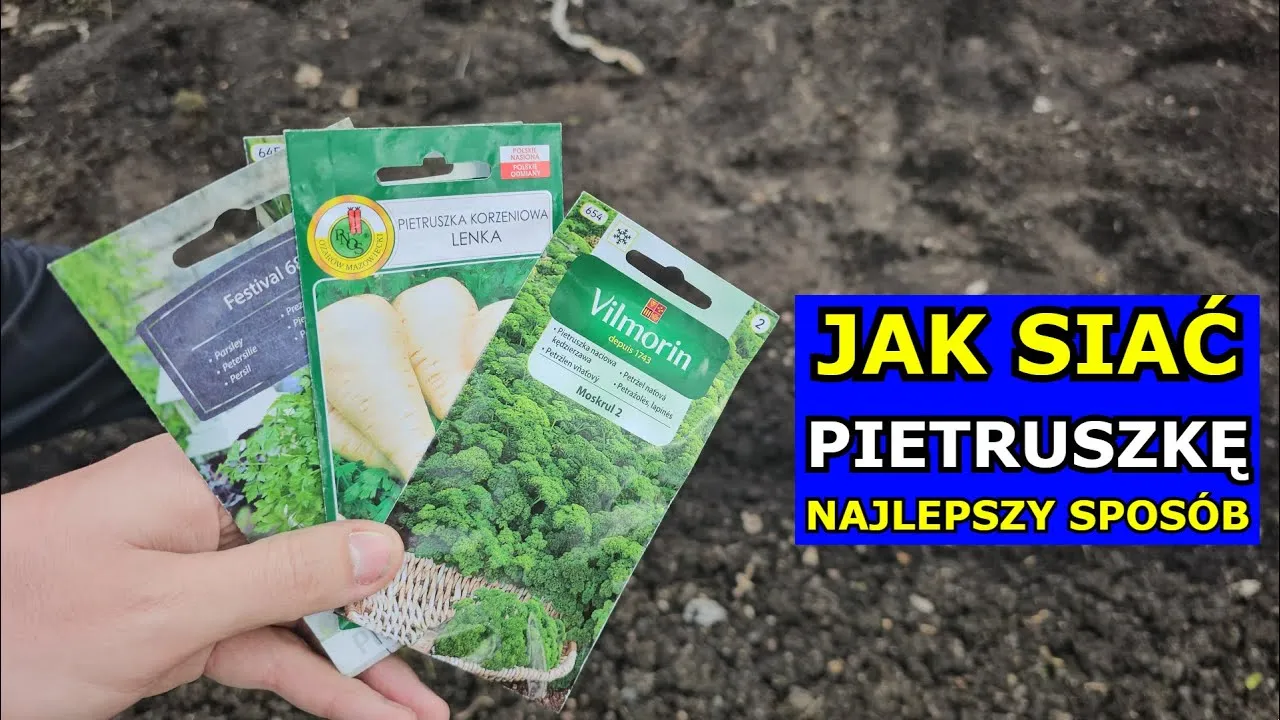 Zdjęcie Kiedy siać pietruszkę do gruntu, aby uniknąć nieudanych plonów?
