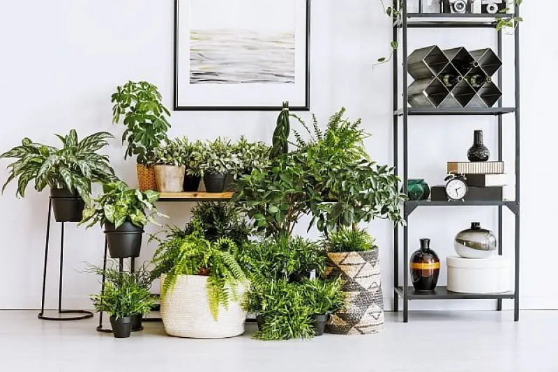 Zdjęcie Najlepsze kwiaty do przedpokoju: 7 roślin idealnych do wejścia