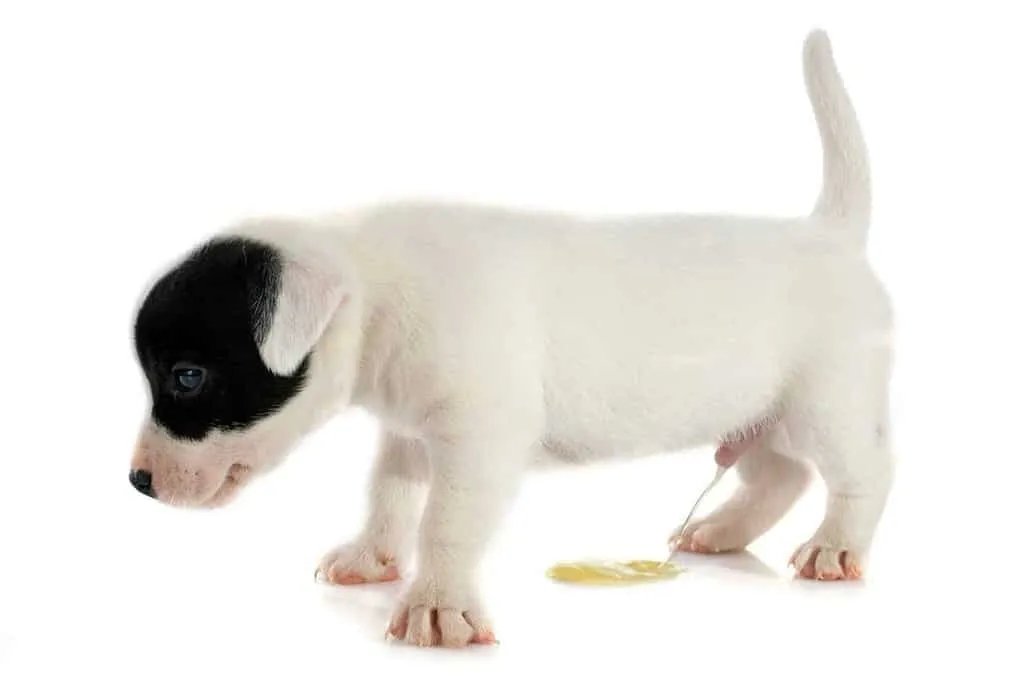 Zdjęcie 5-miesięczny szczeniak: ile razy sika? Normy i nauka czystości