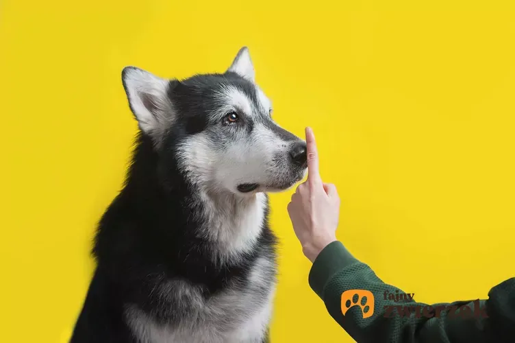 Zdjęcie Dlaczego husky wyje? Odkryj przyczyny i jak to zrozumieć