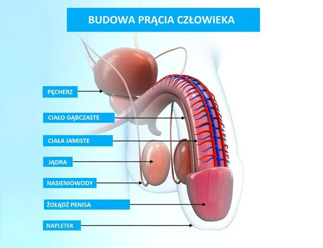Zdjęcie 15 fascynujących ciekawostek o penisie, których nie znałeś: fakty naukowe