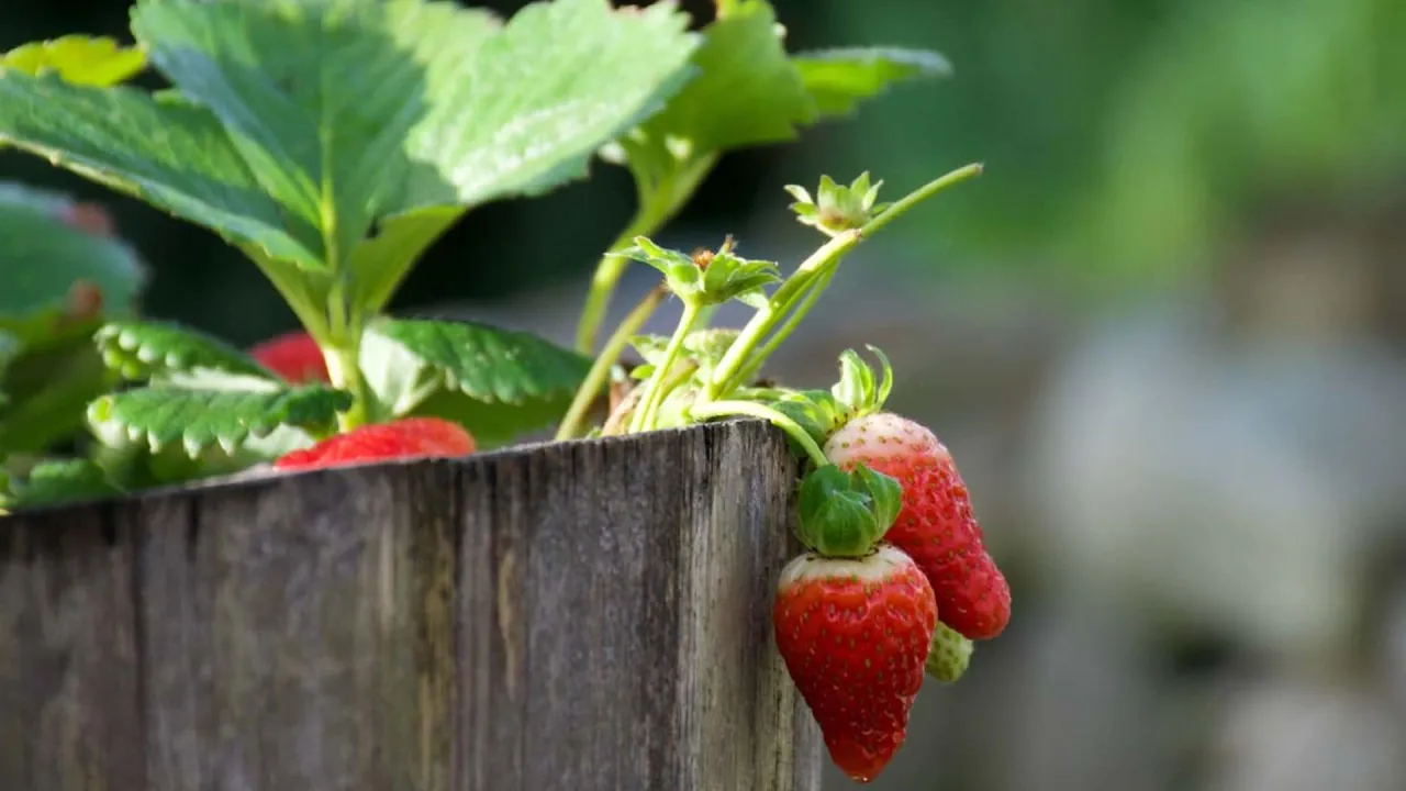 Zdjęcie Cuando plantar fresas en maceta para asegurar su crecimiento exitoso