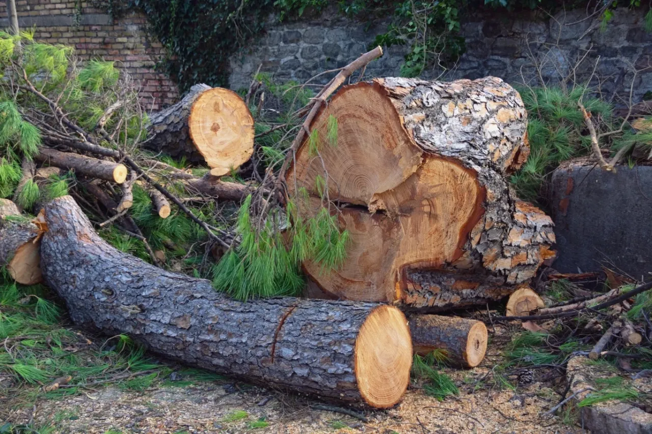 Zdjęcie Nielegalna wycinka drzew: Jak zgłosić i jakie kary czekają?