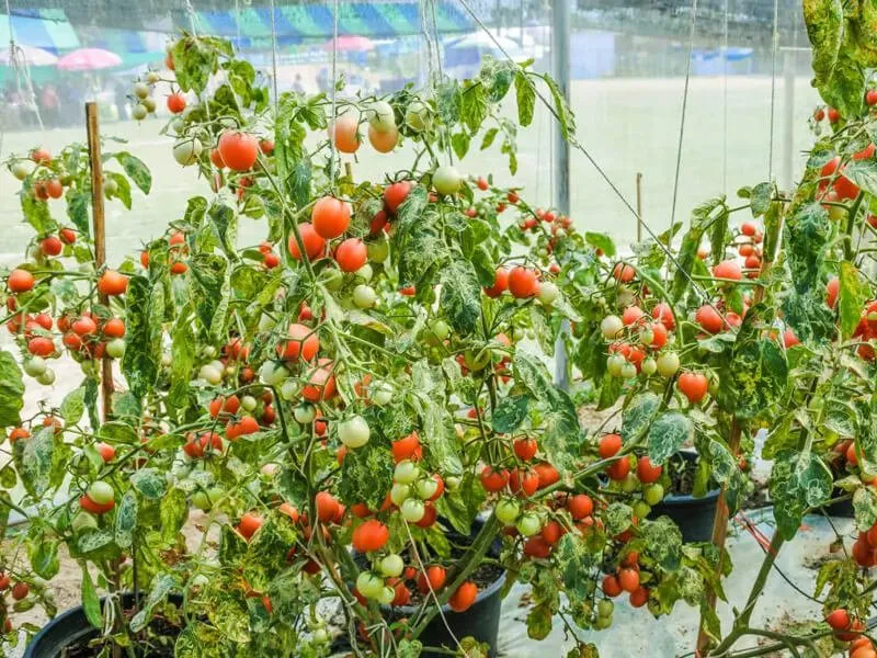 Zdjęcie Uprawa pomidorów pod folią: Pełny przewodnik po obfitych plonach