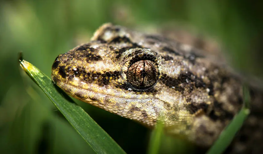 Zdjęcie Gekon płaczący ile żyje? Odkryj tajemnice jego długości życia