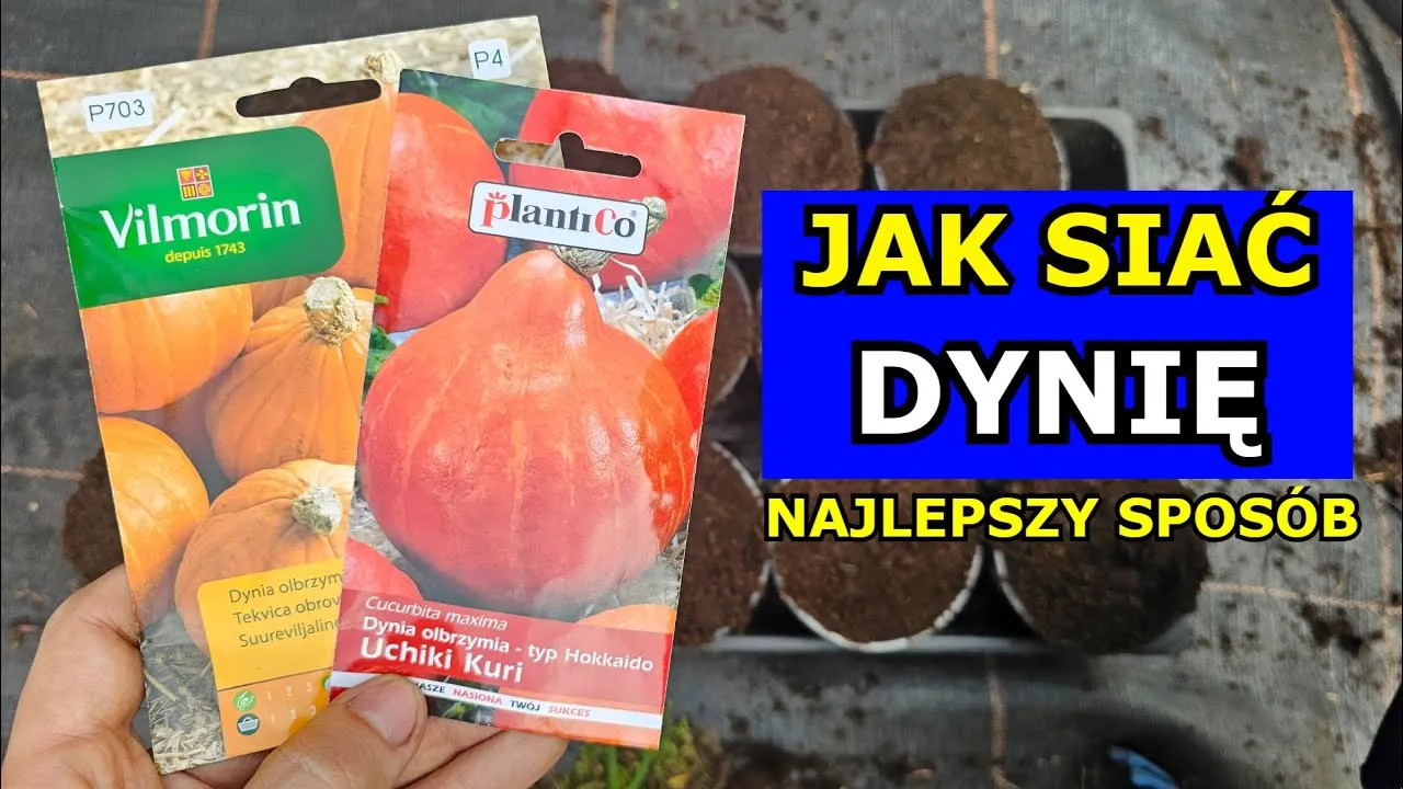 Zdjęcie Kiedy siać dynie do gruntu, aby uniknąć przymrozków i zapewnić wzrost