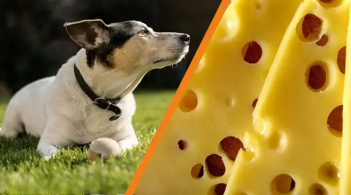 Zdjęcie Czy pies może jeść żołędzie? Sprawdź, jakie to niebezpieczne!