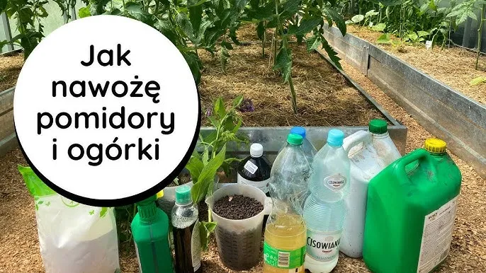 Zdjęcie Najlepszy nawóz pod pomidory i ogórki – uniknij błędów w uprawie