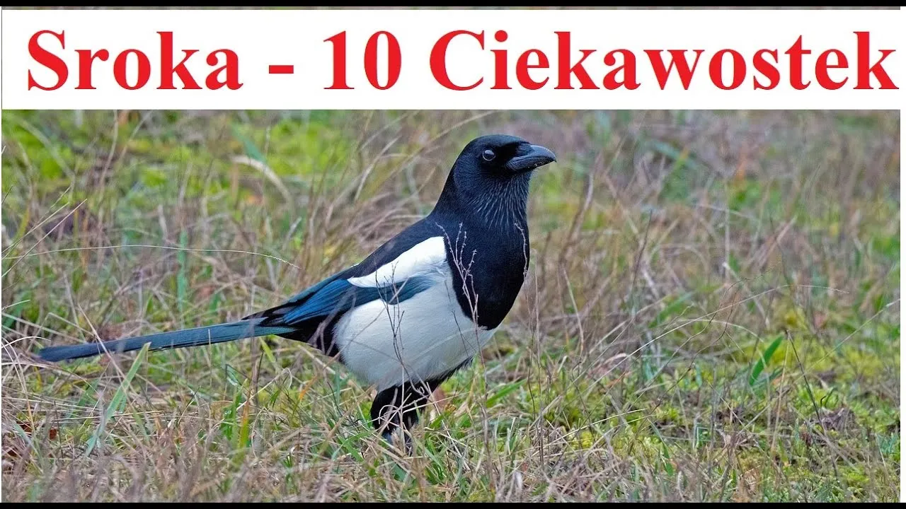 Zdjęcie Jak wygląda ptak sroka? Zaskakujące cechy i piękne upierzenie