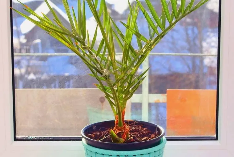 Zdjęcie Jak przycinać palmę? Praktyczny poradnik krok po kroku