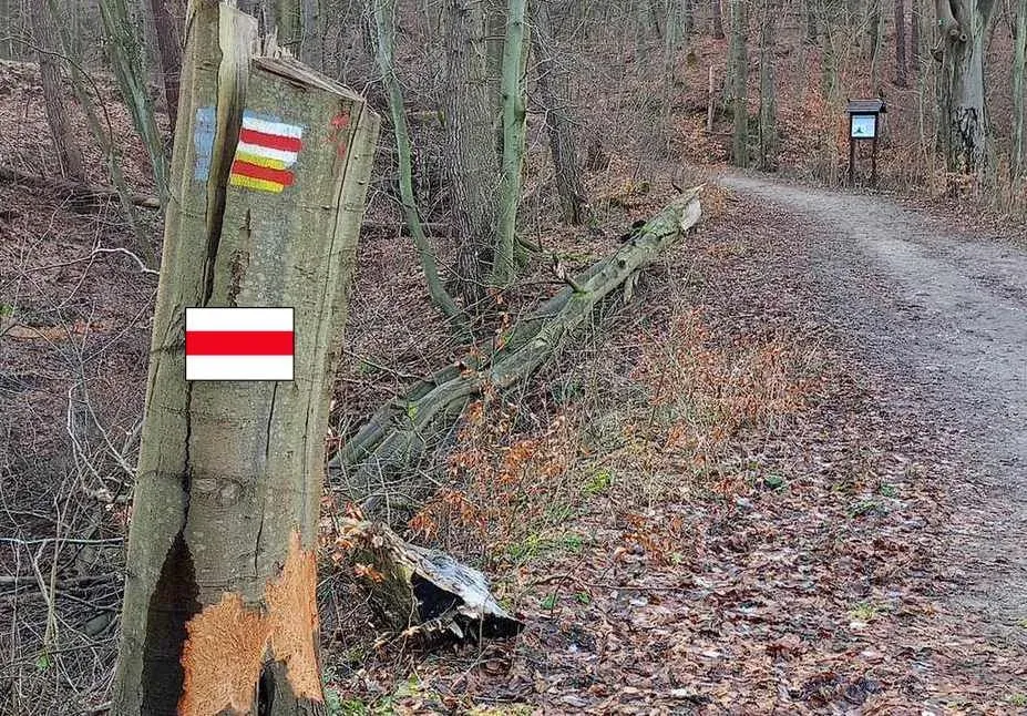 Zdjęcie Trasy rowerowe Sopot - odkryj najlepsze szlaki dla każdego rowerzysty