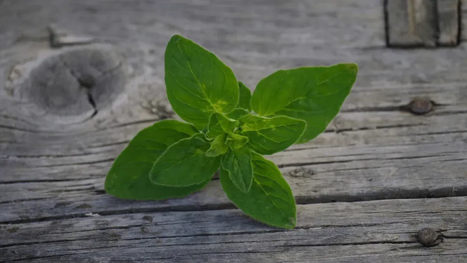 Zdjęcie Gdzie kupić herbatę z oregano - najlepsze sklepy i sprawdzone marki